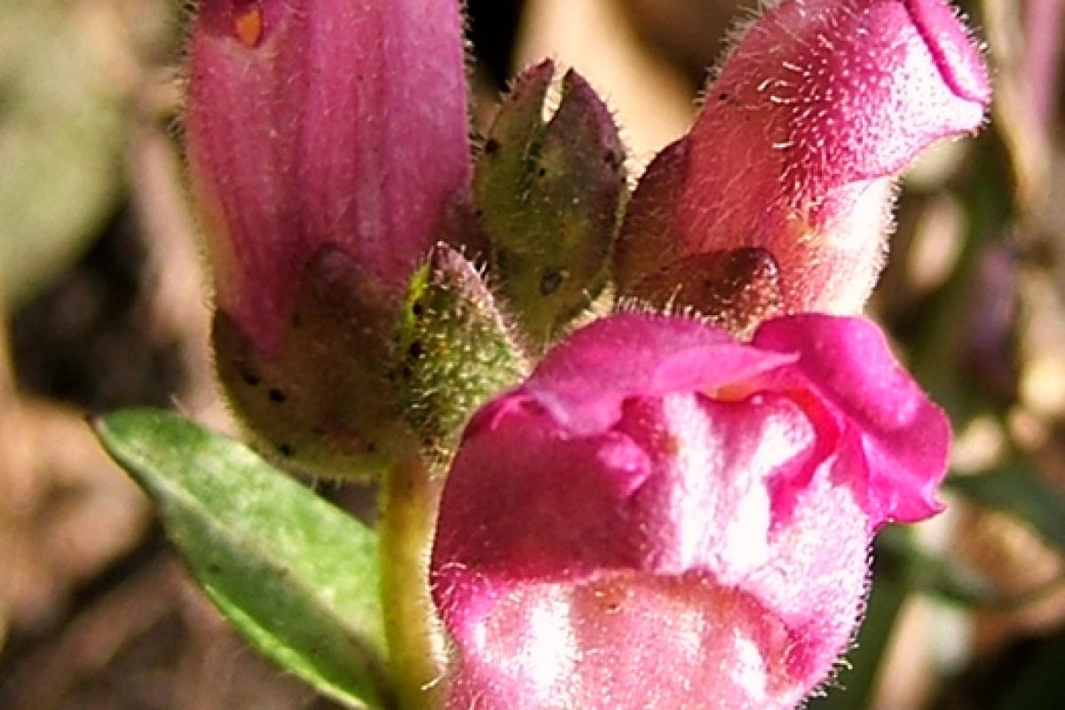 Comune Di Boca recensioni Boca (Piemonte)