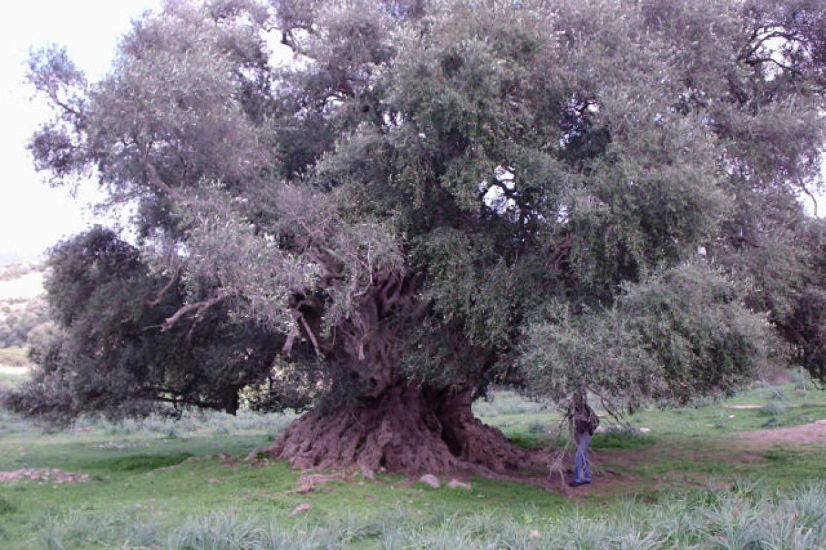 Comune Di Luras recensioni Luras (Sardegna)