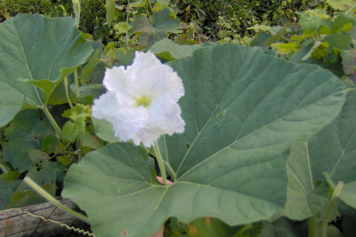 Comune Di Maiori recensioni Maiori (Campania)